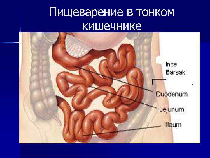 Пищеварение в тонком кишечнике 