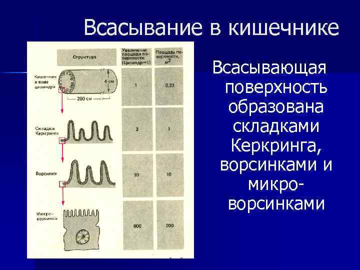 Всасывание в кишечнике Всасывающая поверхность образована складками Керкринга, ворсинками и микроворсинками 