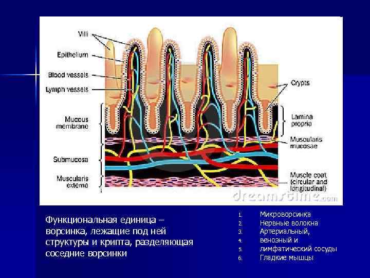 Функциональная единица – ворсинка, лежащие под ней структуры и крипта, разделяющая соседние ворсинки 1.