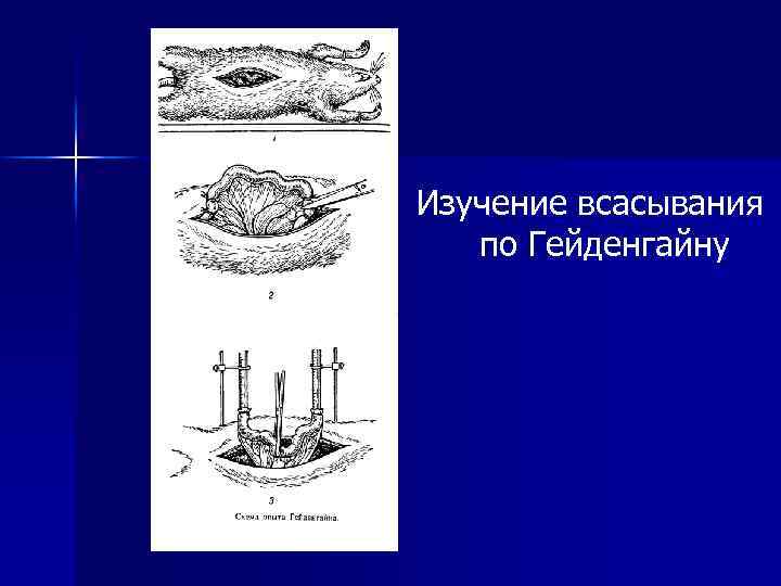 Изучение всасывания по Гейденгайну 