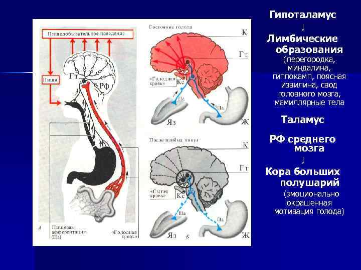 Какой участок мозга поврежден у собаки походка которой изображена на рисунке 1 спинной 2 гипоталамус