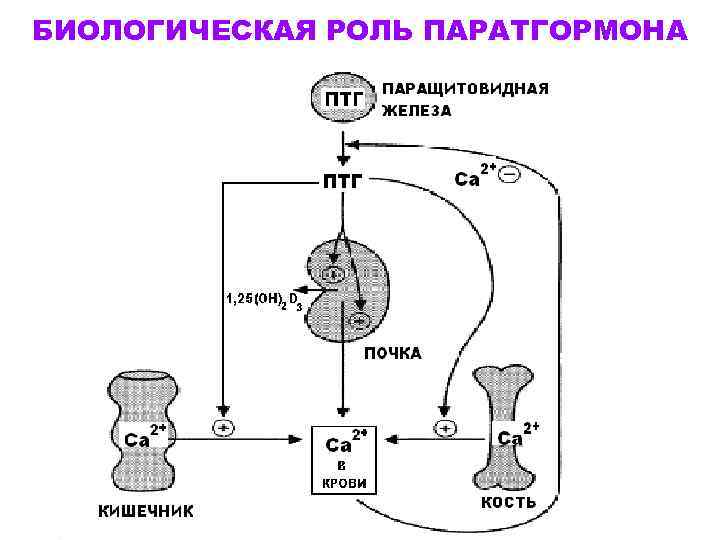 БИОЛОГИЧЕСКАЯ РОЛЬ ПАРАТГОРМОНА 