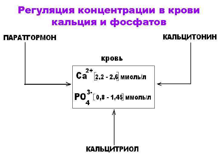 Регуляция концентрации в крови кальция и фосфатов 