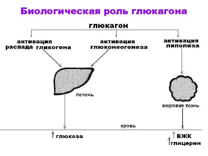 Биологическая роль глюкагона 