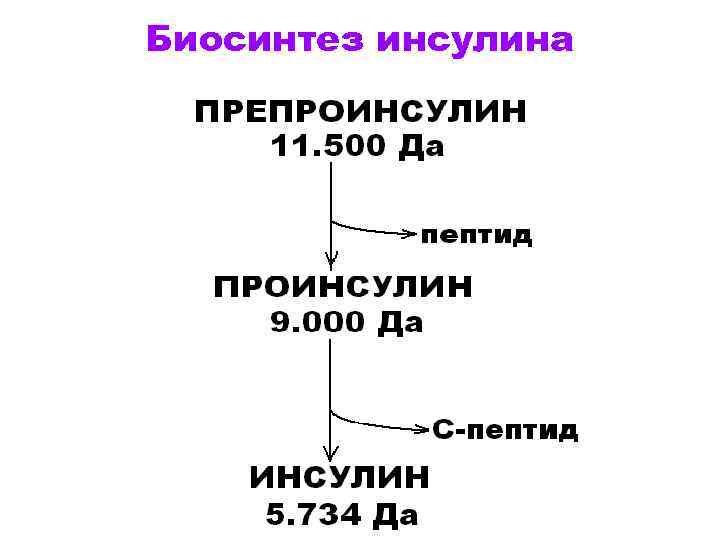 Биосинтез инсулина 