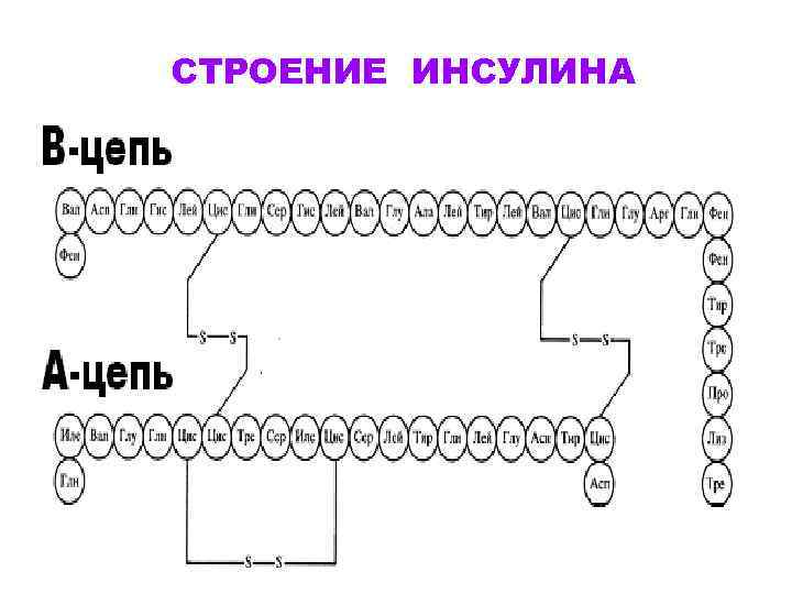 СТРОЕНИЕ ИНСУЛИНА 