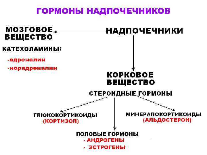 ГОРМОНЫ НАДПОЧЕЧНИКОВ 