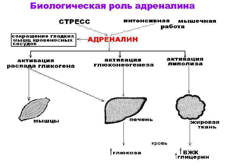 Биологическая роль адреналина 