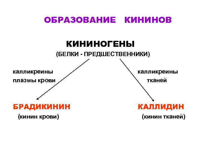 ОБРАЗОВАНИЕ КИНИНОВ КИНИНОГЕНЫ (БЕЛКИ - ПРЕДШЕСТВЕННИКИ) калликреины плазмы крови калликреины тканей БРАДИКИНИН КАЛЛИДИН (кинин