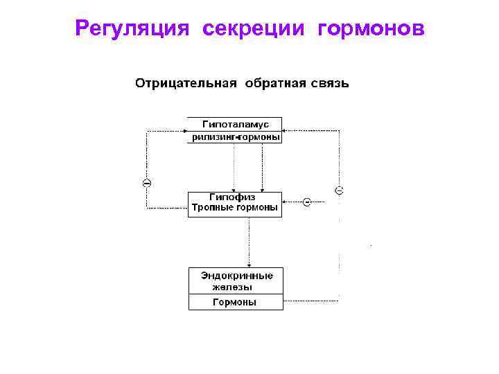 Регуляция секреции гормонов 