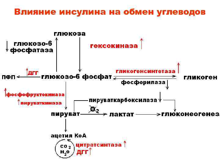 Влияние инсулина на обмен углеводов 