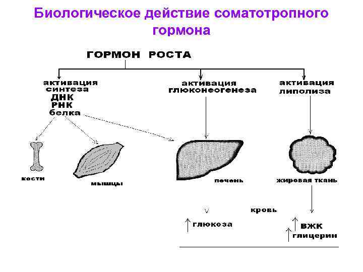 Биологическое действие соматотропного гормона 