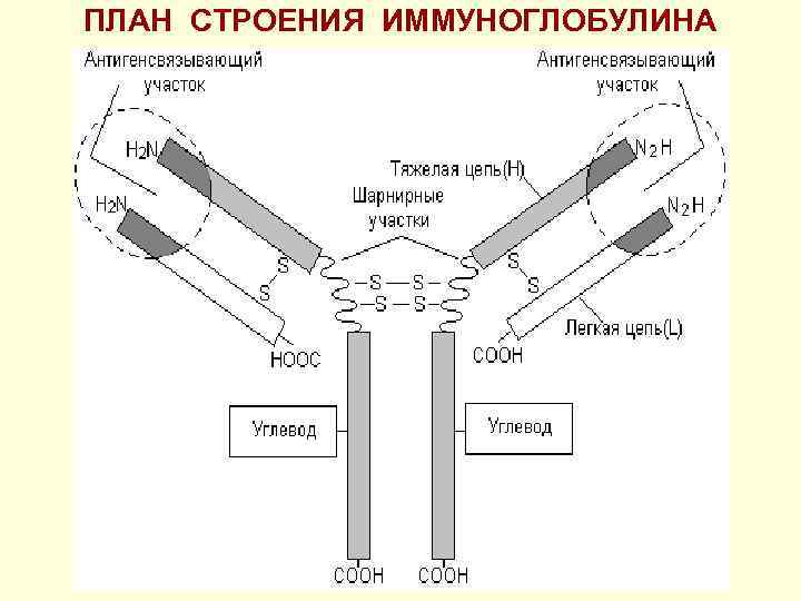 ПЛАН СТРОЕНИЯ ИММУНОГЛОБУЛИНА 