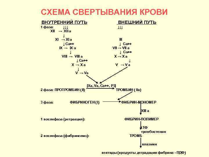 СХЕМА СВЕРТЫВАНИЯ КРОВИ ВНУТРЕННИЙ ПУТЬ ВНЕШНИЙ ПУТЬ 1 фаза: XII ↓↓↓ → XII a