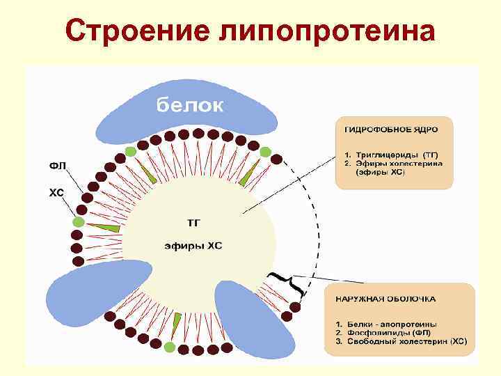 Строение липопротеина 