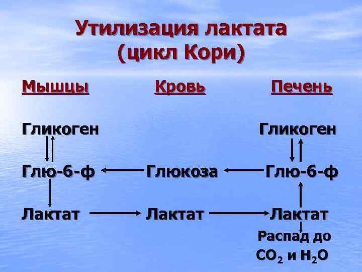 Утилизация лактата (цикл Кори) Мышцы Кровь Гликоген Печень Гликоген Глю-6 -ф Глюкоза Глю-6 -ф