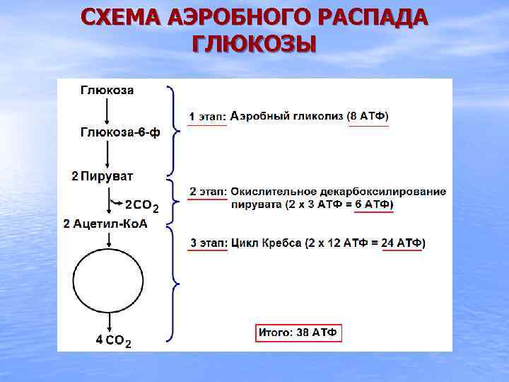 СХЕМА АЭРОБНОГО РАСПАДА ГЛЮКОЗЫ 