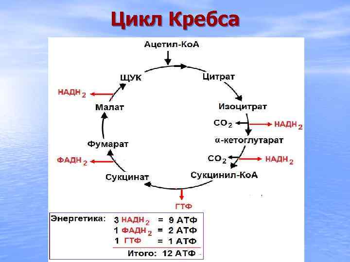 Цикл Кребса 