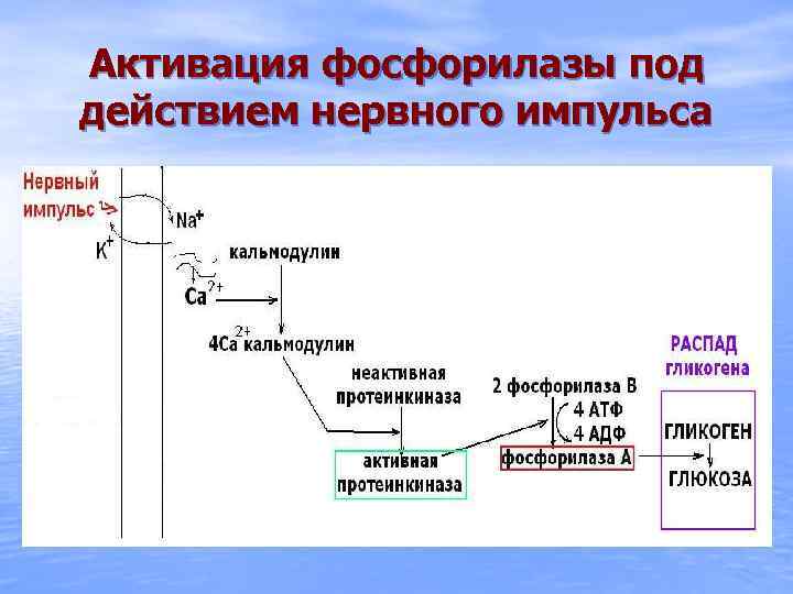 Активация фосфорилазы под действием нервного импульса 