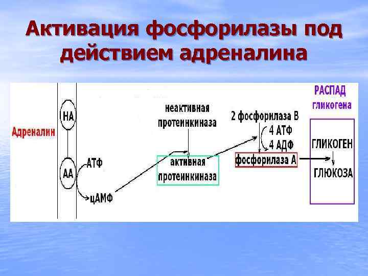 Активация фосфорилазы под действием адреналина 