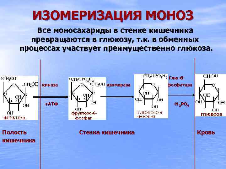 ИЗОМЕРИЗАЦИЯ МОНОЗ Все моносахариды в стенке кишечника превращаются в глюкозу, т. к. в обменных