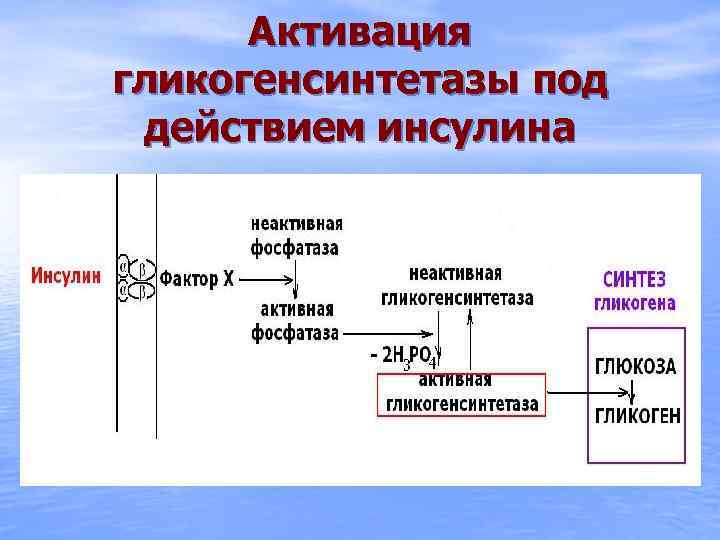 Активация гликогенсинтетазы под действием инсулина 