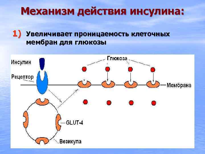 Избирательная проницаемость клеточной мембраны