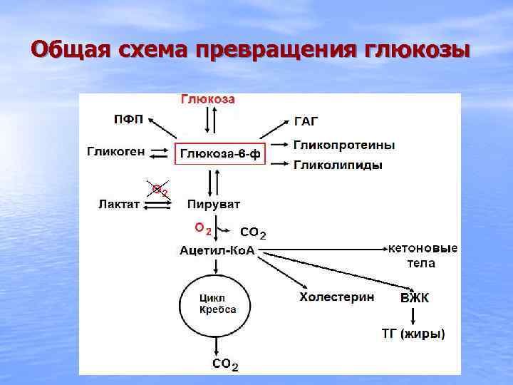 Общая схема превращения глюкозы 