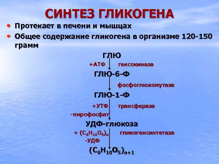 СИНТЕЗ ГЛИКОГЕНА • Протекает в печени и мышцах • Общее содержание гликогена в организме