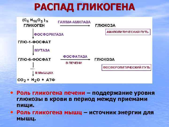 РАСПАД ГЛИКОГЕНА • Роль гликогена печени – поддержание уровня • глюкозы в крови в