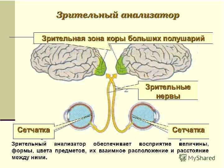 Характеристика органов чувств в свете учения об анализаторах общий план их строения