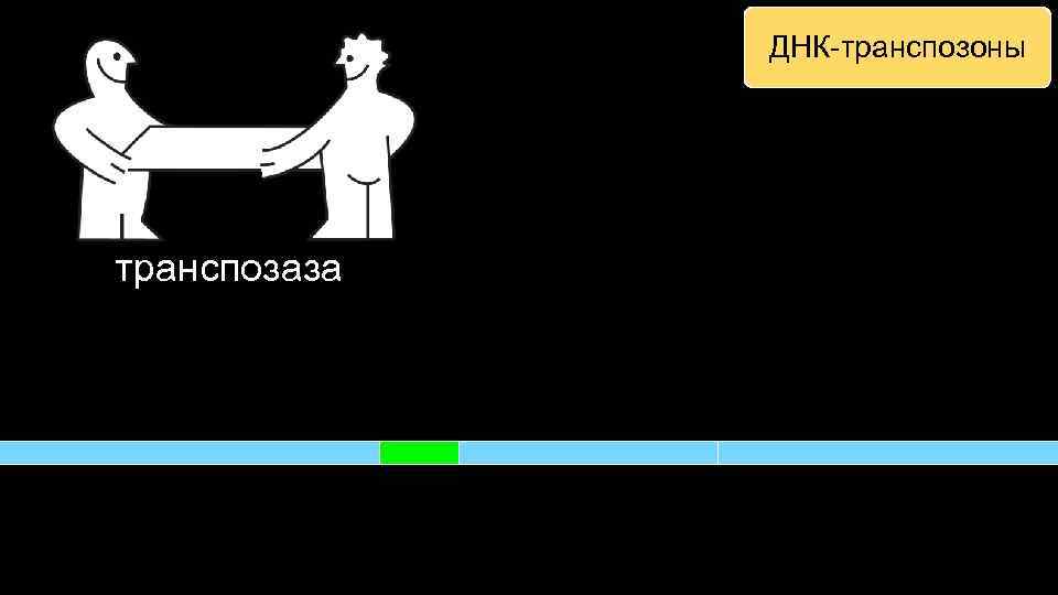 ДНК-транспозоны транспозаза 