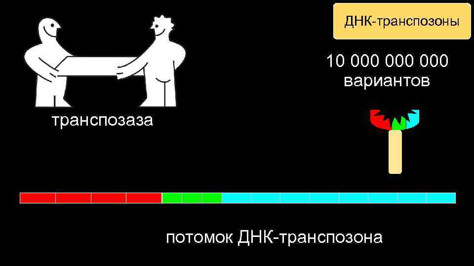 ДНК-транспозоны 10 000 000 вариантов транспозаза потомок ДНК-транспозона 