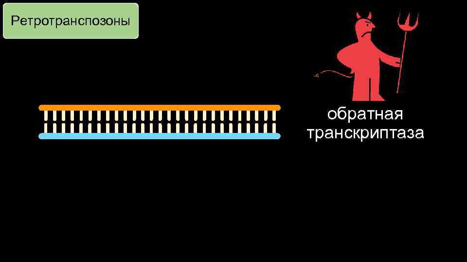 Ретротранспозоны обратная транскриптаза 