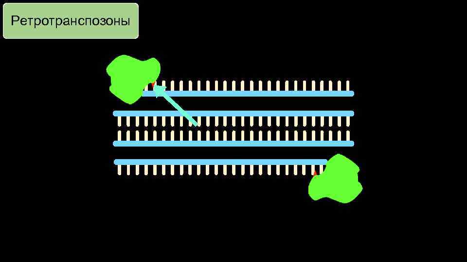 Ретротранспозоны 