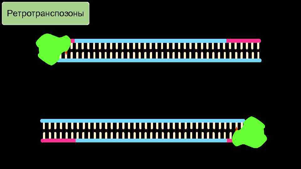Ретротранспозоны 