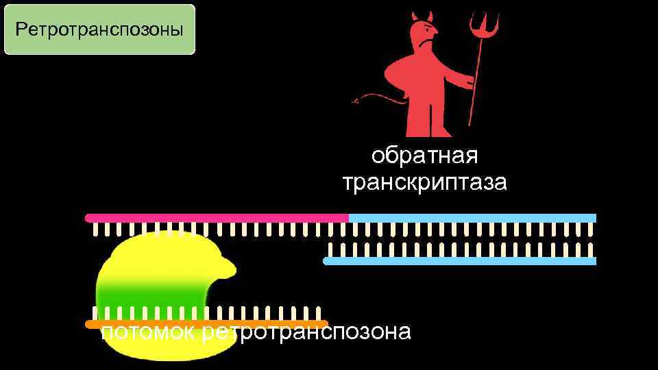 Ретротранспозоны обратная транскриптаза потомок ретротранспозона 