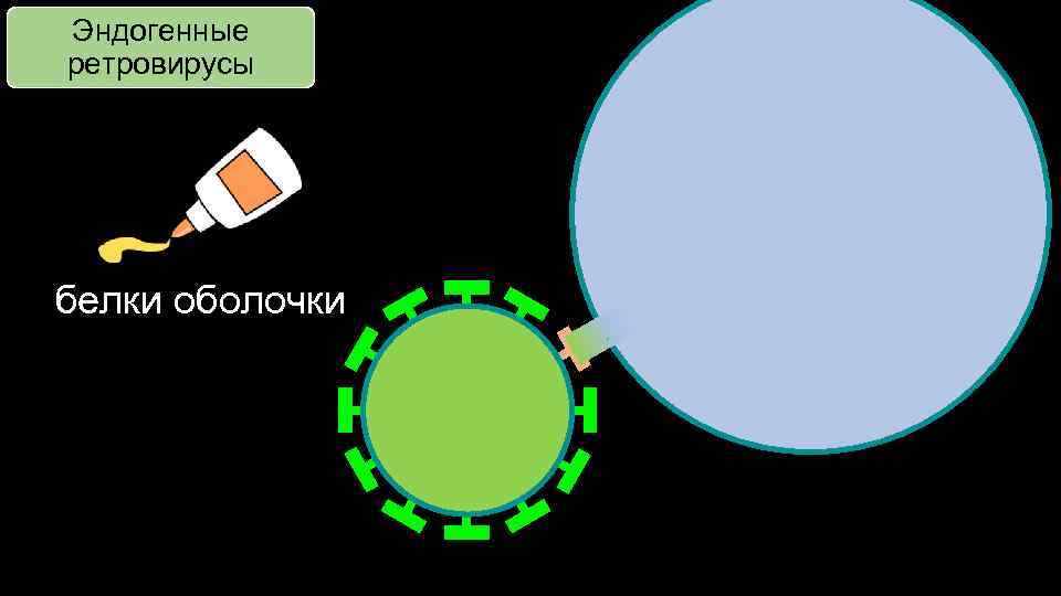 Эндогенные ретровирусы белки оболочки 
