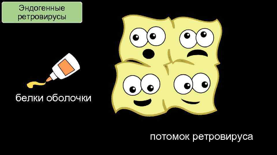 Эндогенные ретровирусы белки оболочки потомок ретровируса 