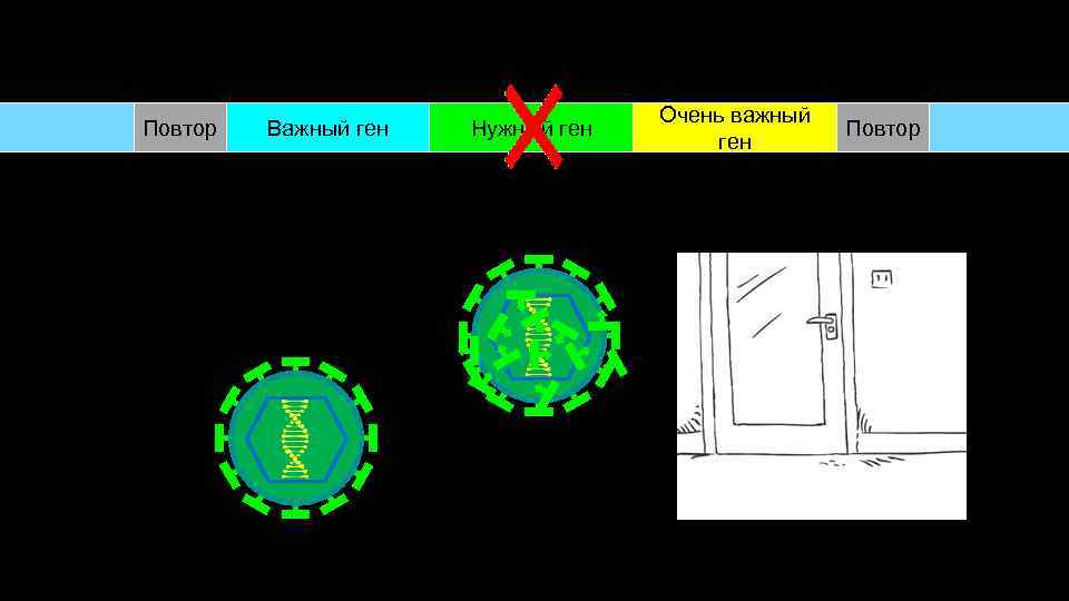 Повтор Важный ген Нужный ген Очень важный ген Повтор 