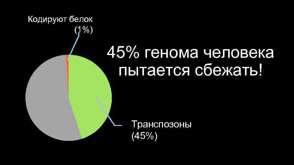 Кодируют белок (1%) 45% генома человека пытается сбежать! Транспозоны (45%) 