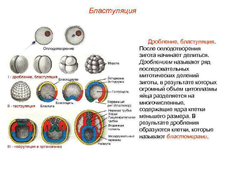 Бластуляция Дробление, бластуляция. После оплодотворения зигота начинает делиться. Дроблением называют ряд последовательных митотических делений