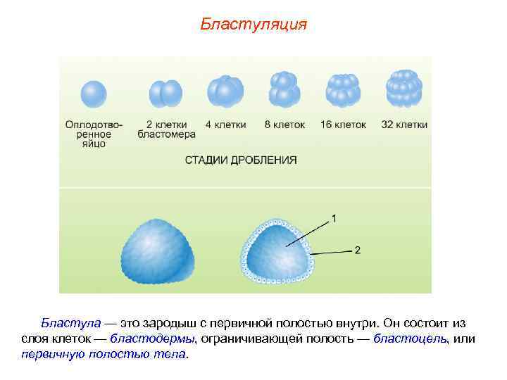 Бластуляция Бластула — это зародыш с первичной полостью внутри. Он состоит из слоя клеток