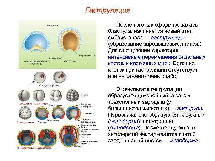Гаструляция После того как сформировалась бластула, начинается новый этап эмбриогенеза — гаструляция (образование зародышевых