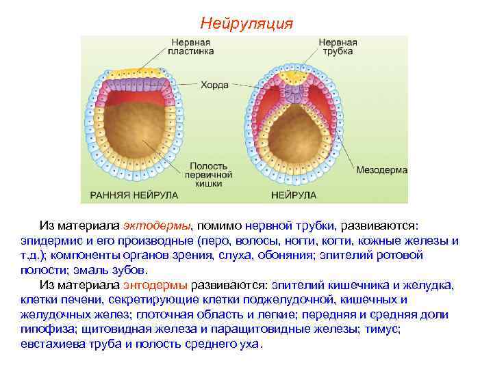 Нейруляция Из материала эктодермы, помимо нервной трубки, развиваются: эпидермис и его производные (перо, волосы,