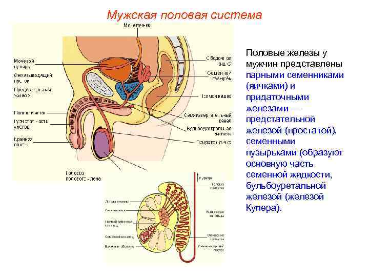 Мужская половая система Половые железы у мужчин представлены парными семенниками (яичками) и придаточными железами