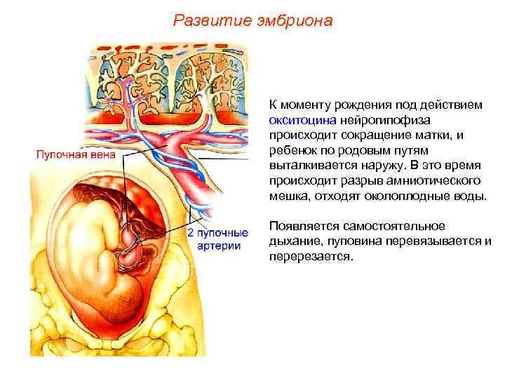 Развитие эмбриона К моменту рождения под действием окситоцина нейрогипофиза происходит сокращение матки, и ребенок