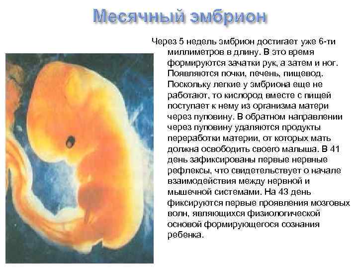 Эмбрион на какой неделе
