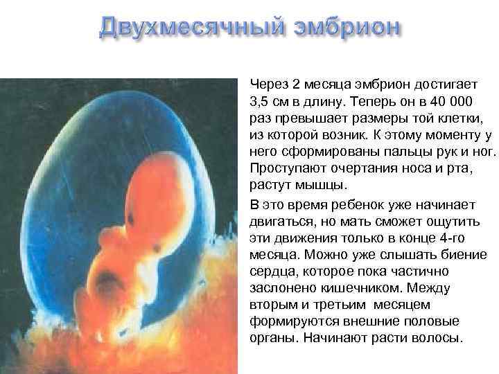  Через 2 месяца эмбрион достигает 3, 5 см в длину. Теперь он в