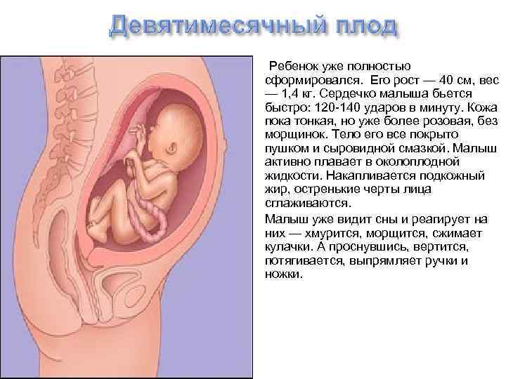  Ребенок уже полностью сформировался. Его рост — 40 см, вес — 1, 4